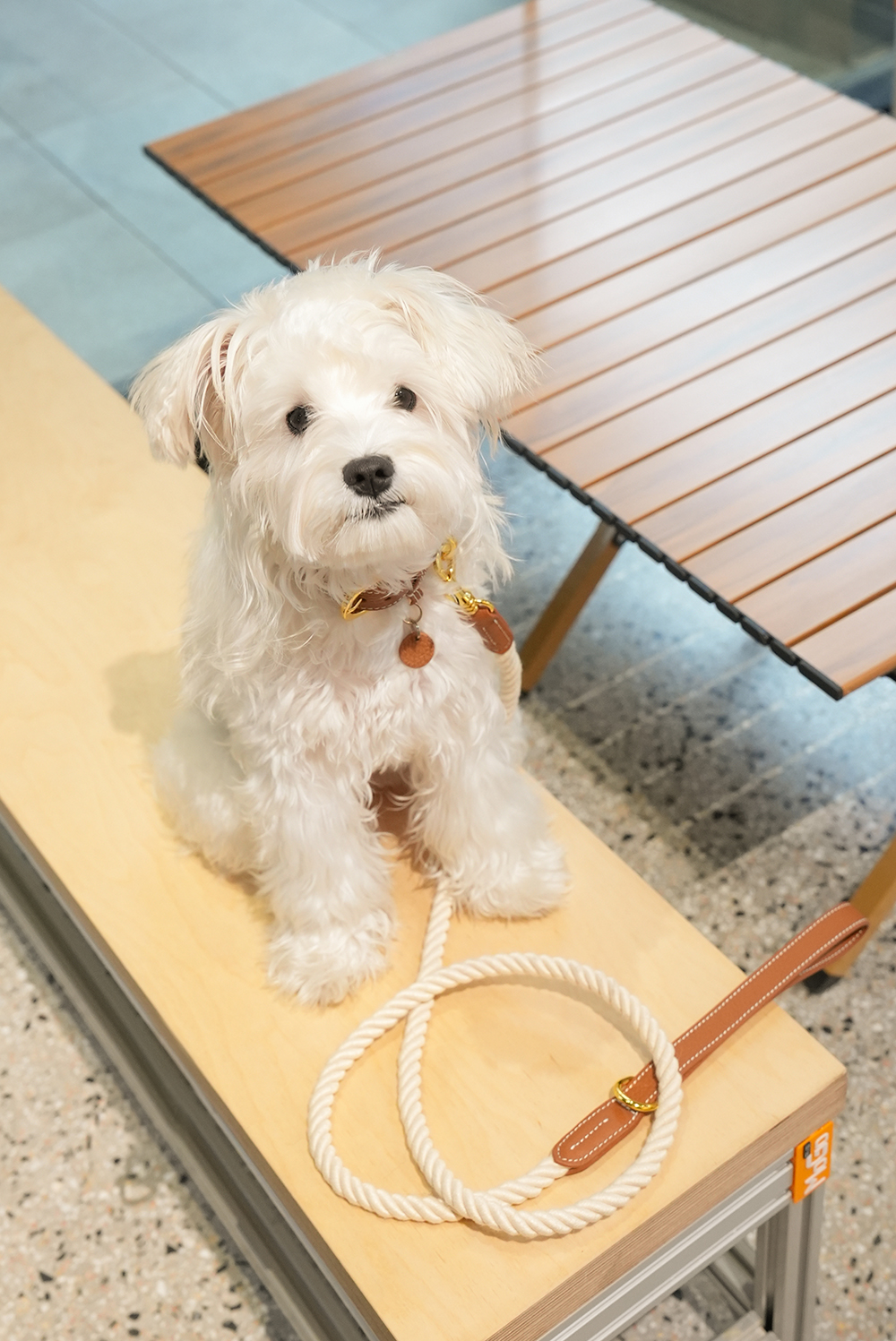 Party Gentelmen Dog Leash Brown