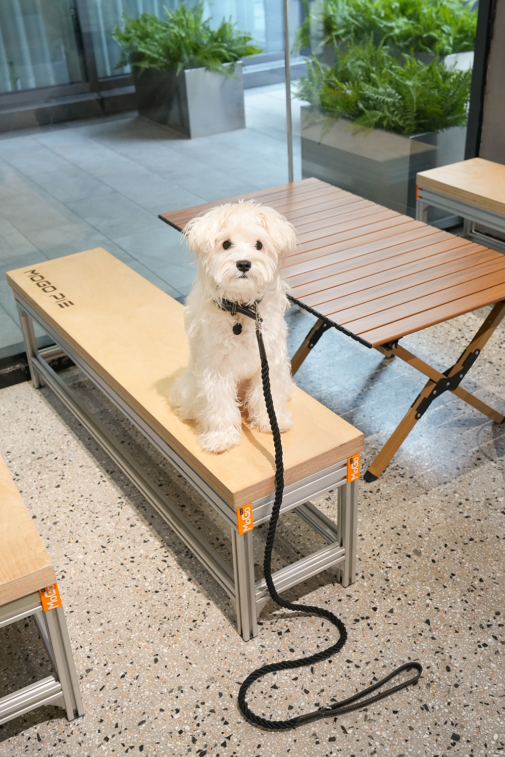 Party Gentelmen Dog Lead Set Black