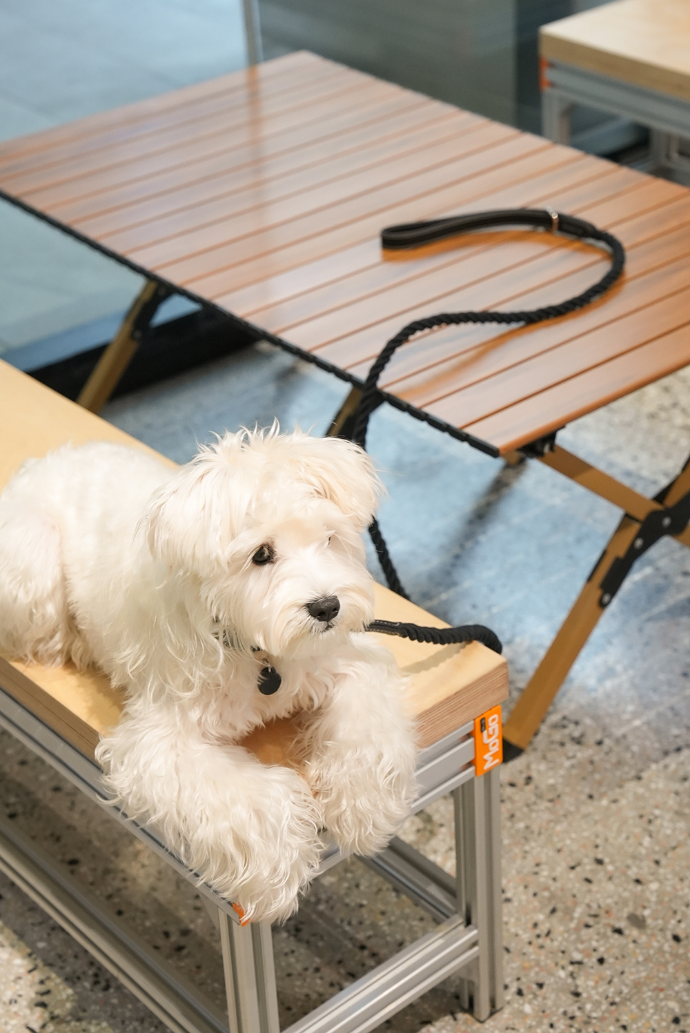 Party Gentelmen Dog Lead Set Black