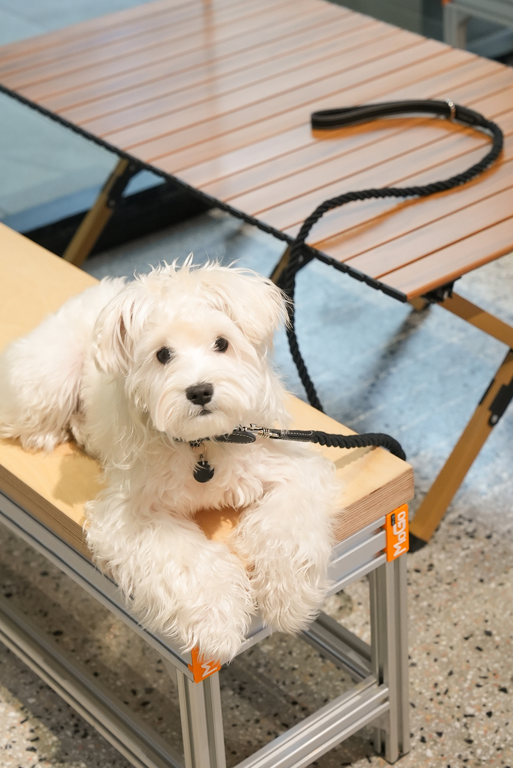 Party Gentelmen Dog Leash Black