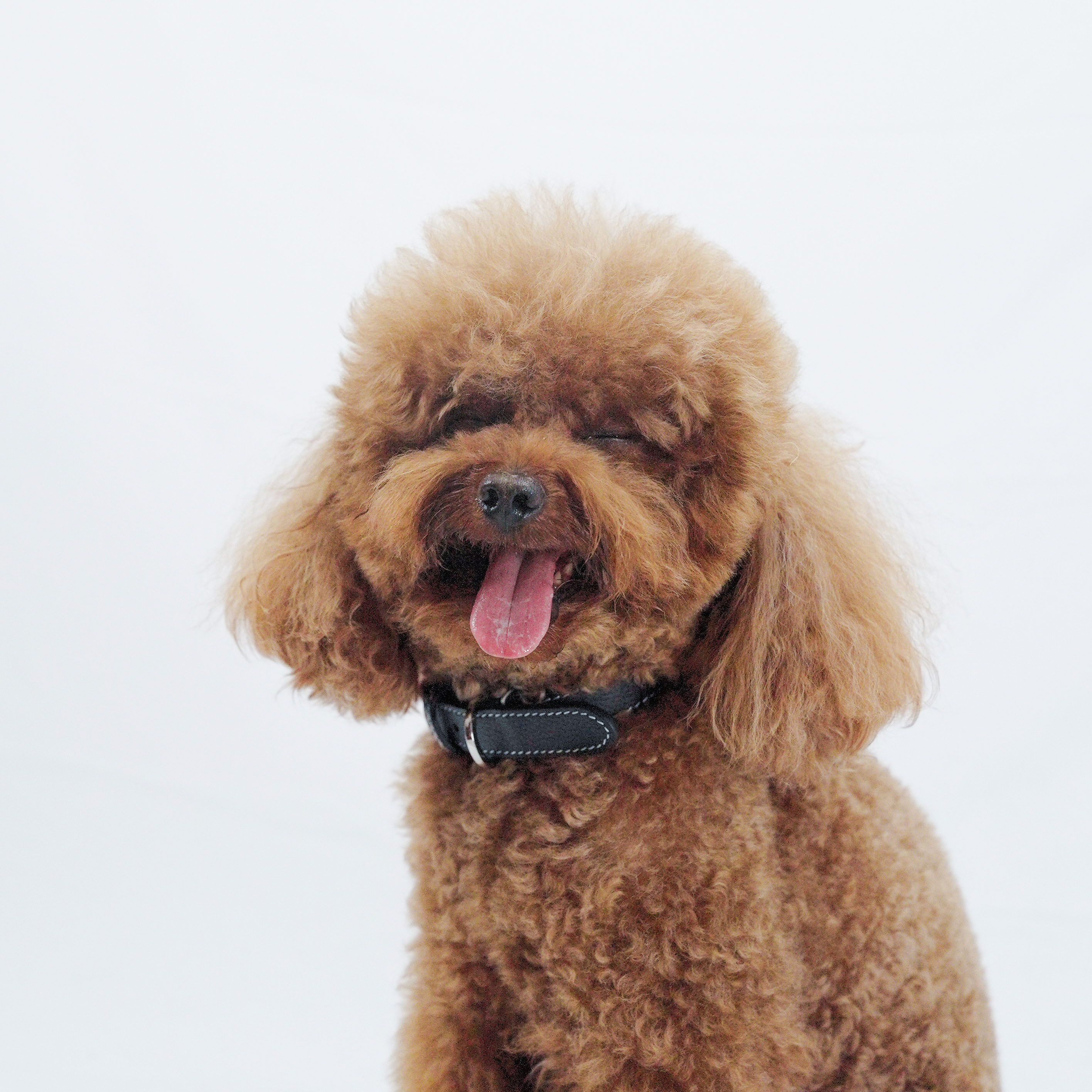 Party Gentelmen Dog Collar Black-PPZEN