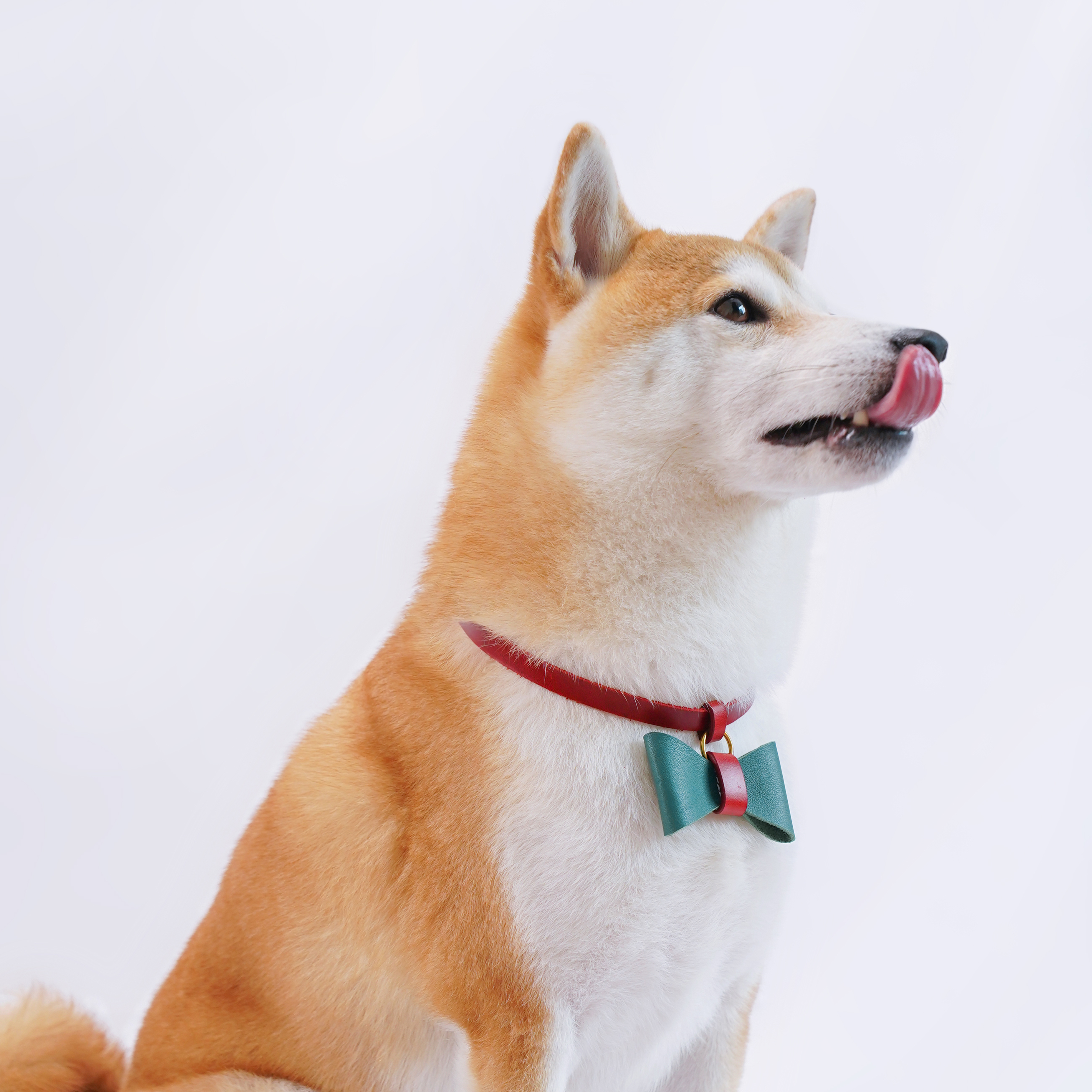 Puppy School BOW-TIE Dog Collar Red with Green-PPZEN