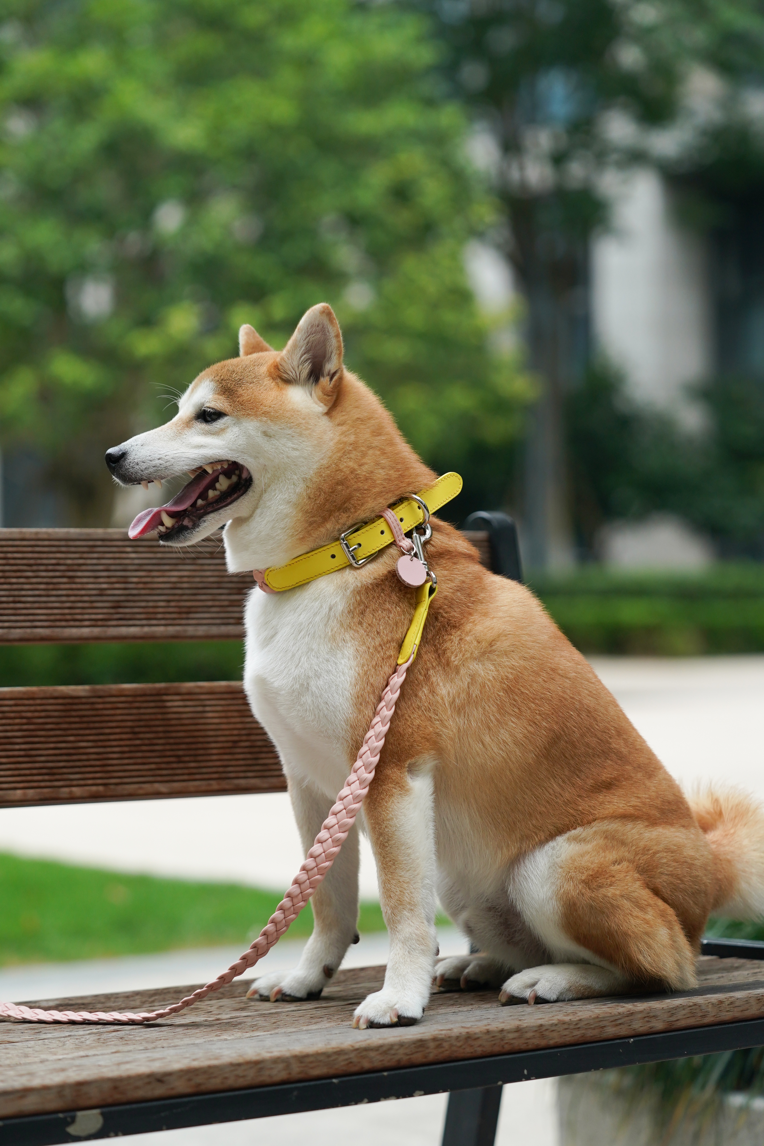 Keukenhof Spring Tulip Dog Lead Set Yellow with Pink-PPZEN