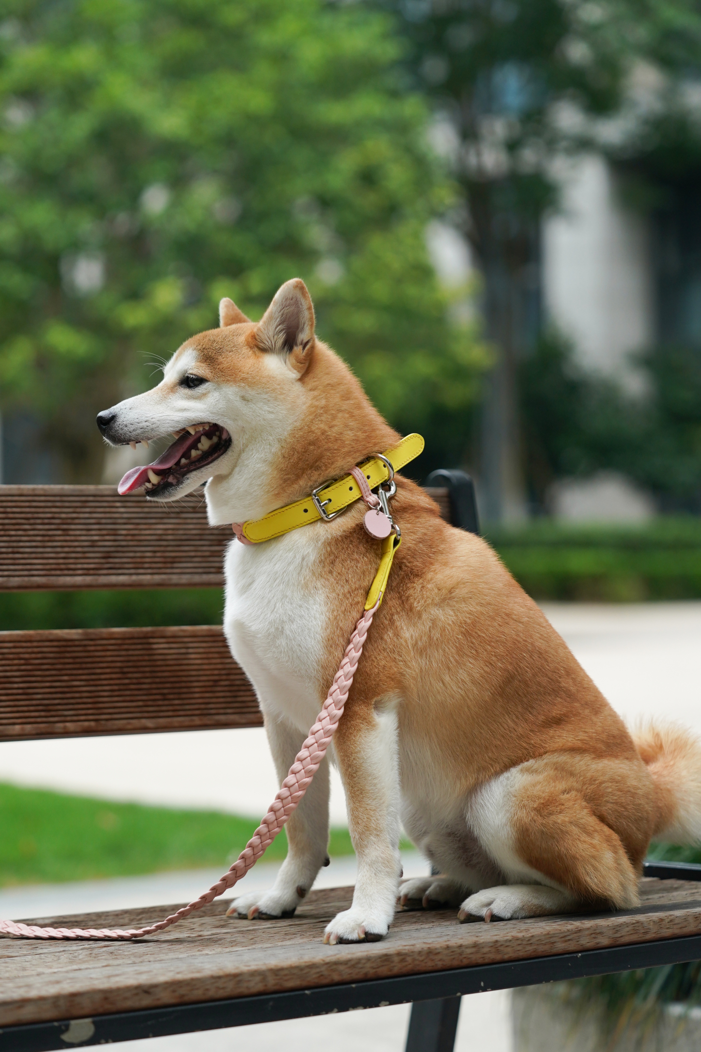 Keukenhof Spring Tulip Dog Lead Set Yellow with Pink-PPZEN