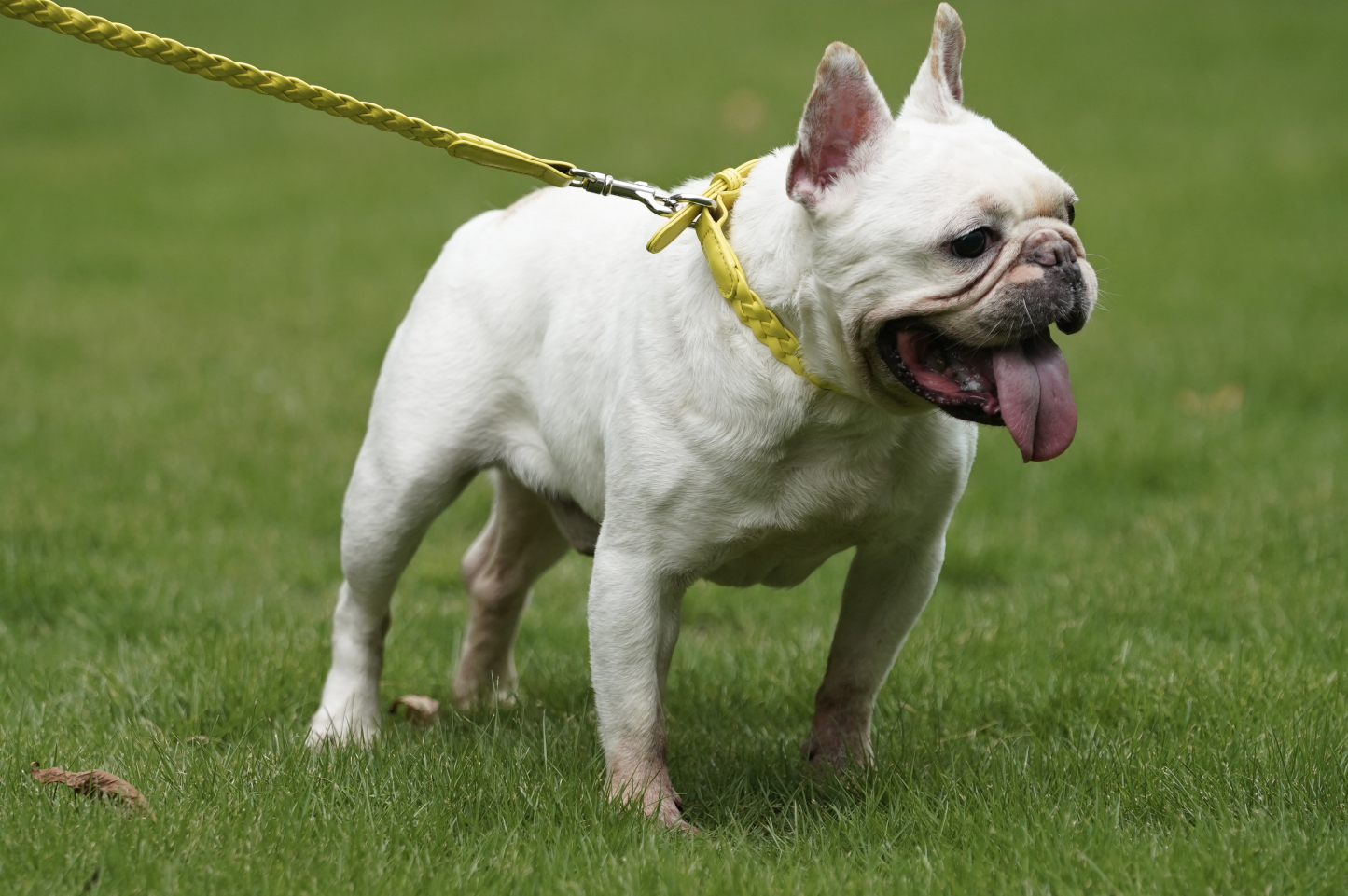 Keukenhof Spring Tulip Dog Lead Set Yellow-PPZEN