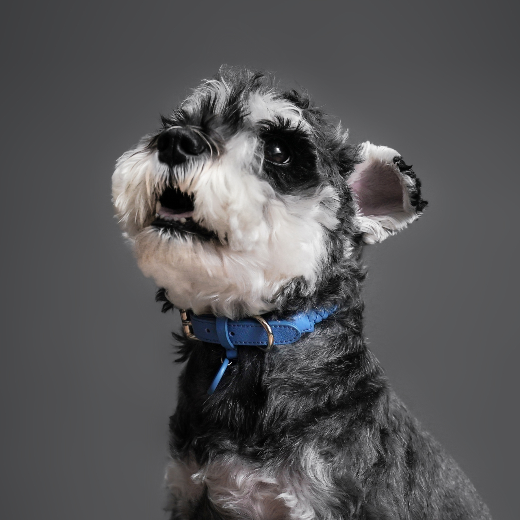 Mediterranean Summer Vacation Dog Collar Blue-PPZEN