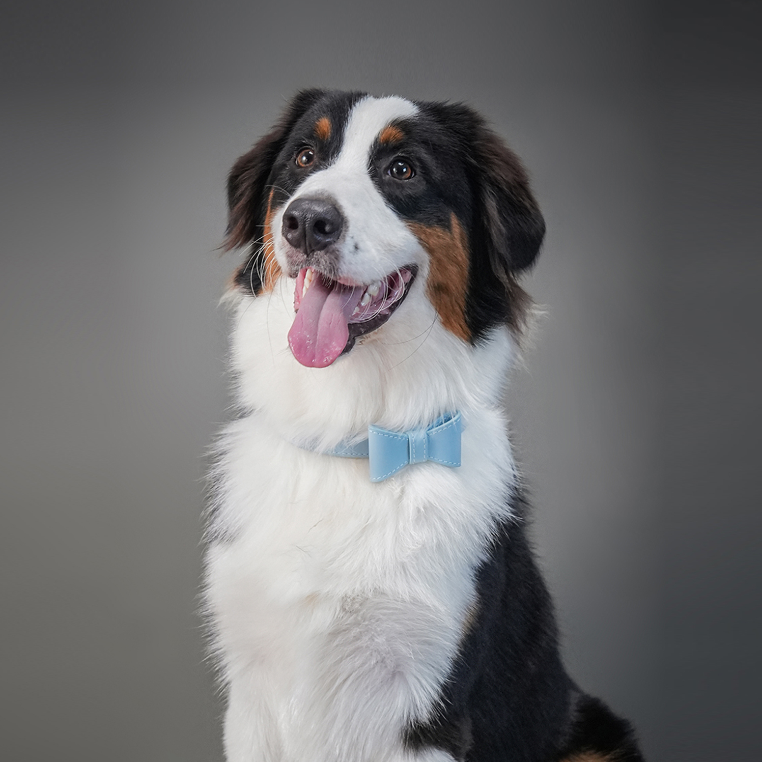 Wedding Premium Dog Collar Blue-PPZEN