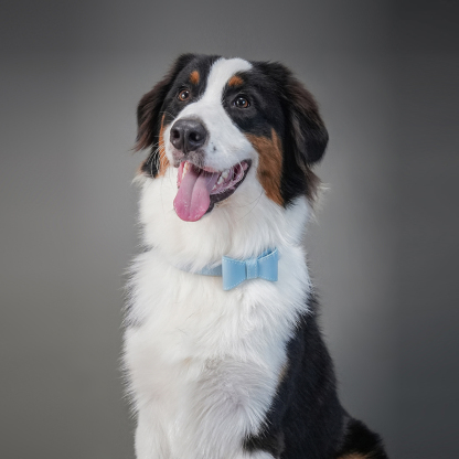 Wedding Premium Dog Collar Blue-PPZEN