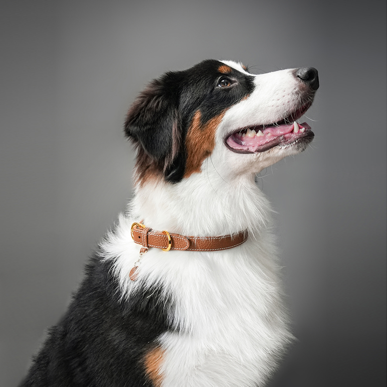 Party Gentelmen Dog Collar Brown-PPZEN