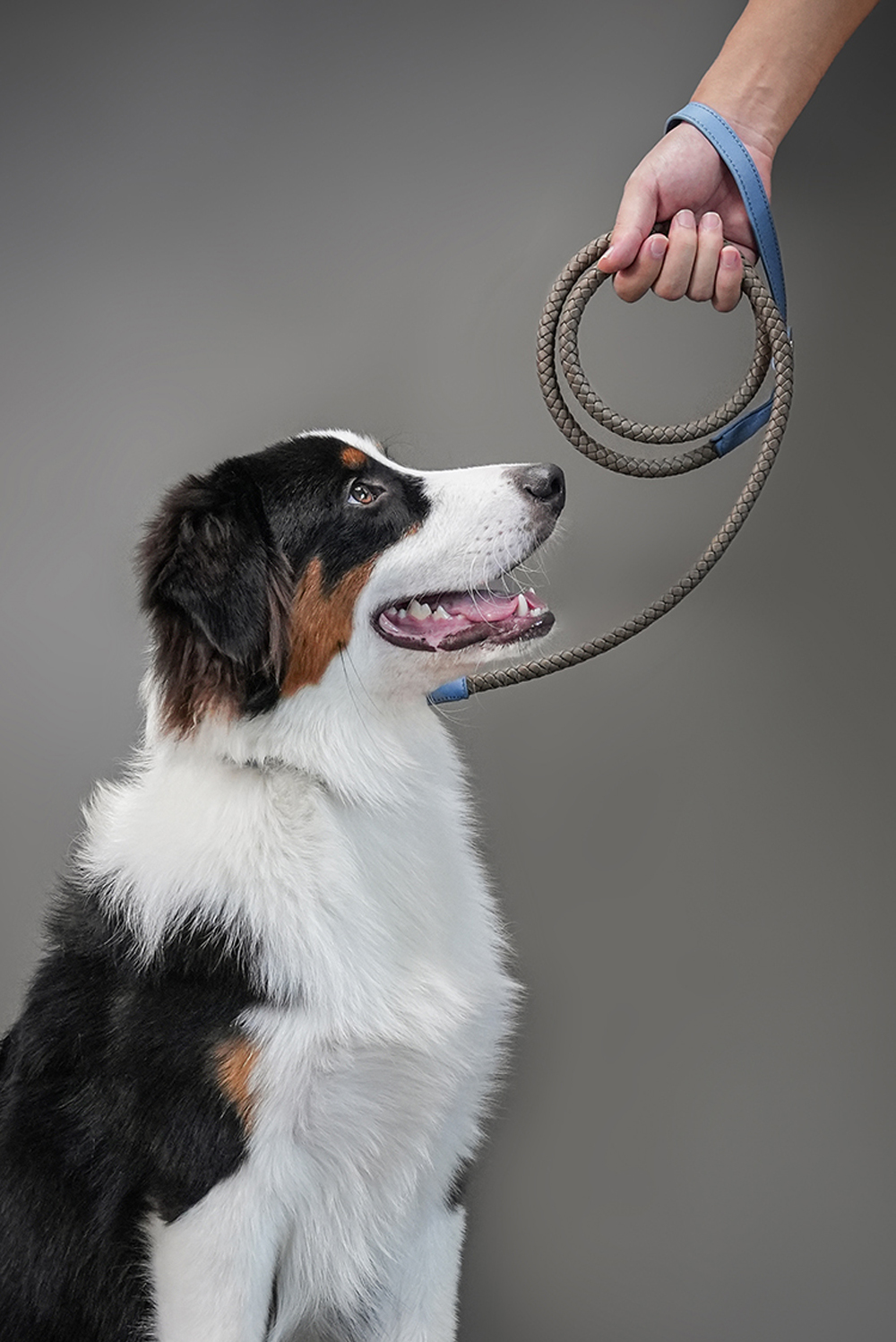 Mediterranean Summer Vacation Dog Leash Blue with Grey-PPZEN