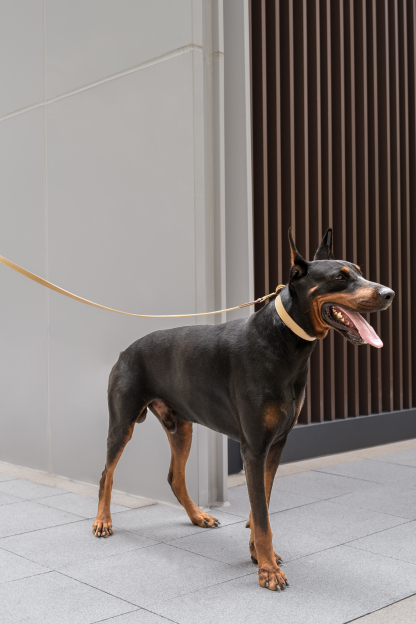 Fall in NY Central Park Dog Leash Opricot-PPZEN