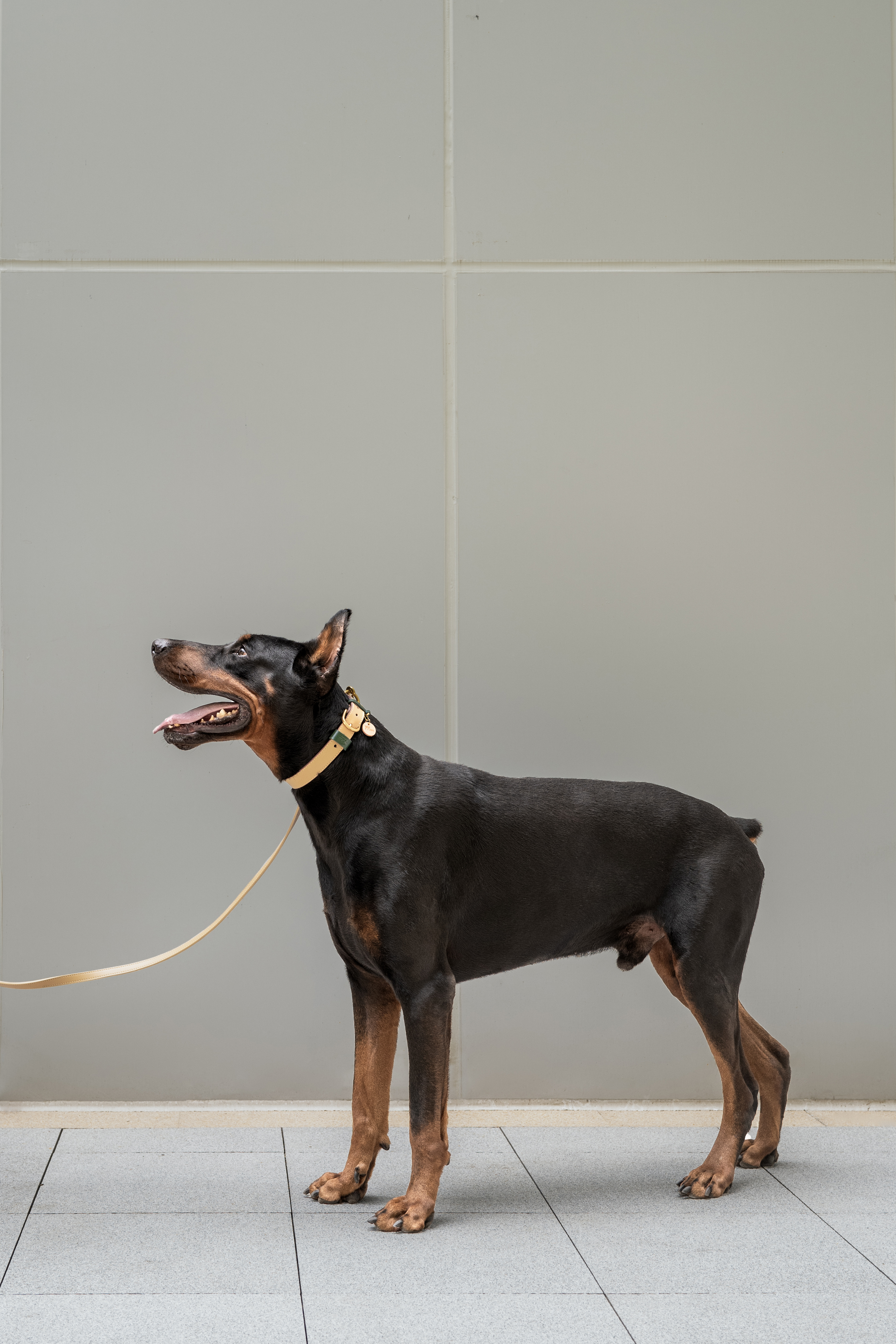 Fall in NY Central Park Dog Lead Set Opricot-PPZEN