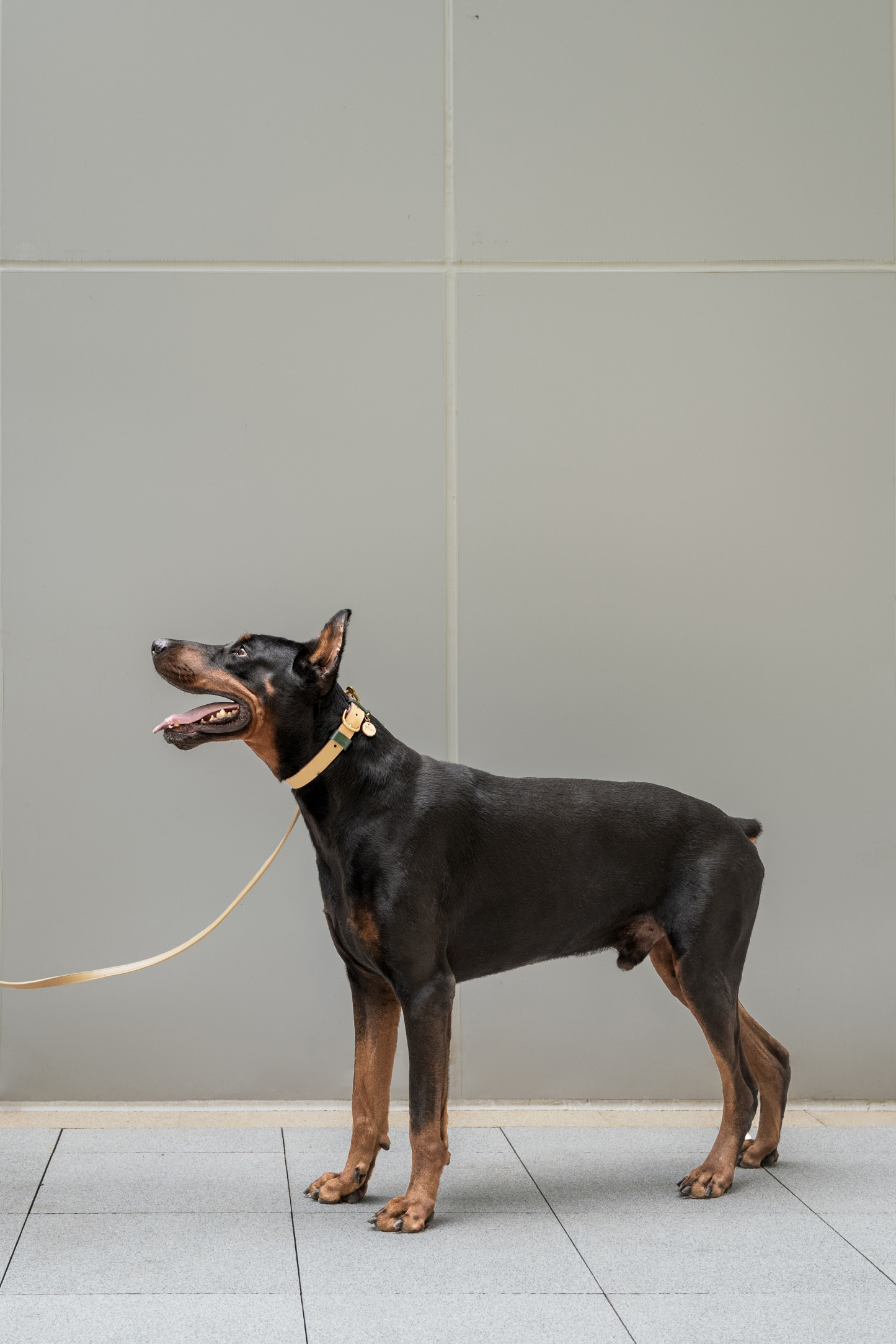 Fall in NY Central Park Dog Lead Set Opricot-PPZEN