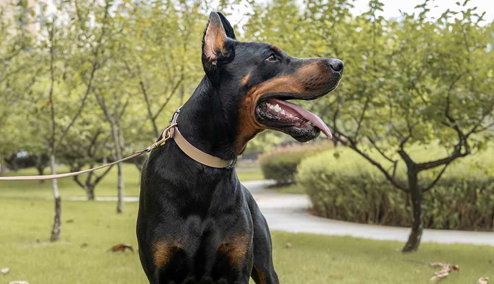 Love or Control-PPZEN