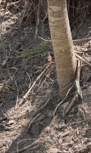 1719391633896453.gif 1694248727960044.gif