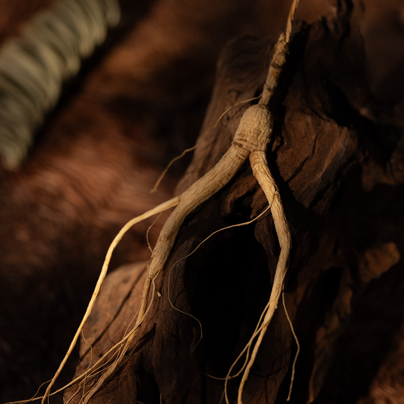 Begonia Ginseng Essence Liquid Foundation