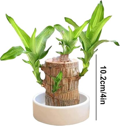 Wavising Brasilianische Glücksholzpflanze, Brasilianischer Glücksholz-Pflanzenstumpf, Magisch sprießendes Glücksbambusholz, Hydroponischer Baumstumpf, Tischpflanze zur Reinigung der Raumluft, Glückspflanze im Topf