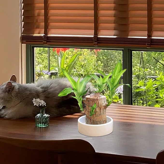 Wavising Brasilianische Glücksholzpflanze, Brasilianischer Glücksholz-Pflanzenstumpf, Magisch sprießendes Glücksbambusholz, Hydroponischer Baumstumpf, Tischpflanze zur Reinigung der Raumluft, Glückspflanze im Topf