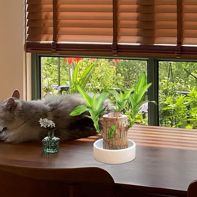 Wavising Brasilianische Glücksholzpflanze, Brasilianischer Glücksholz-Pflanzenstumpf, Magisch sprießendes Glücksbambusholz, Hydroponischer Baumstumpf, Tischpflanze zur Reinigung der Raumluft, Glückspflanze im Topf