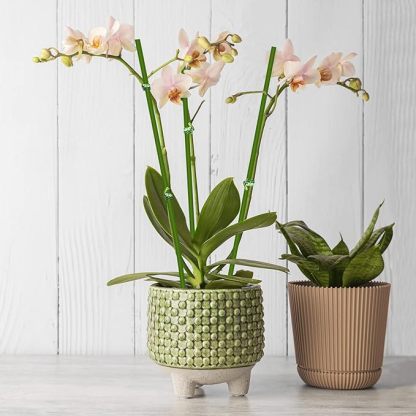 Wavising Pflanze Pfähle, 20Pcs Pflanze Sticks, Garten grün biegsam einzigen Stiel Pflanze Unterstützung Pfähle für Innen-und Außenbereich Pflanzen, Topfpflanzen, Blumen Orchidee Pfingstrose Rose-16 Zoll