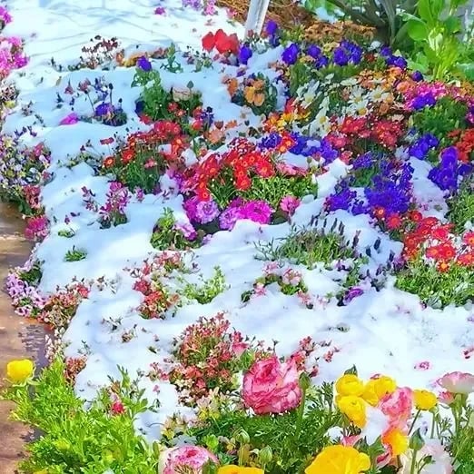 Mixed Perennial Flowers for All Seasons – 30+ Kinds