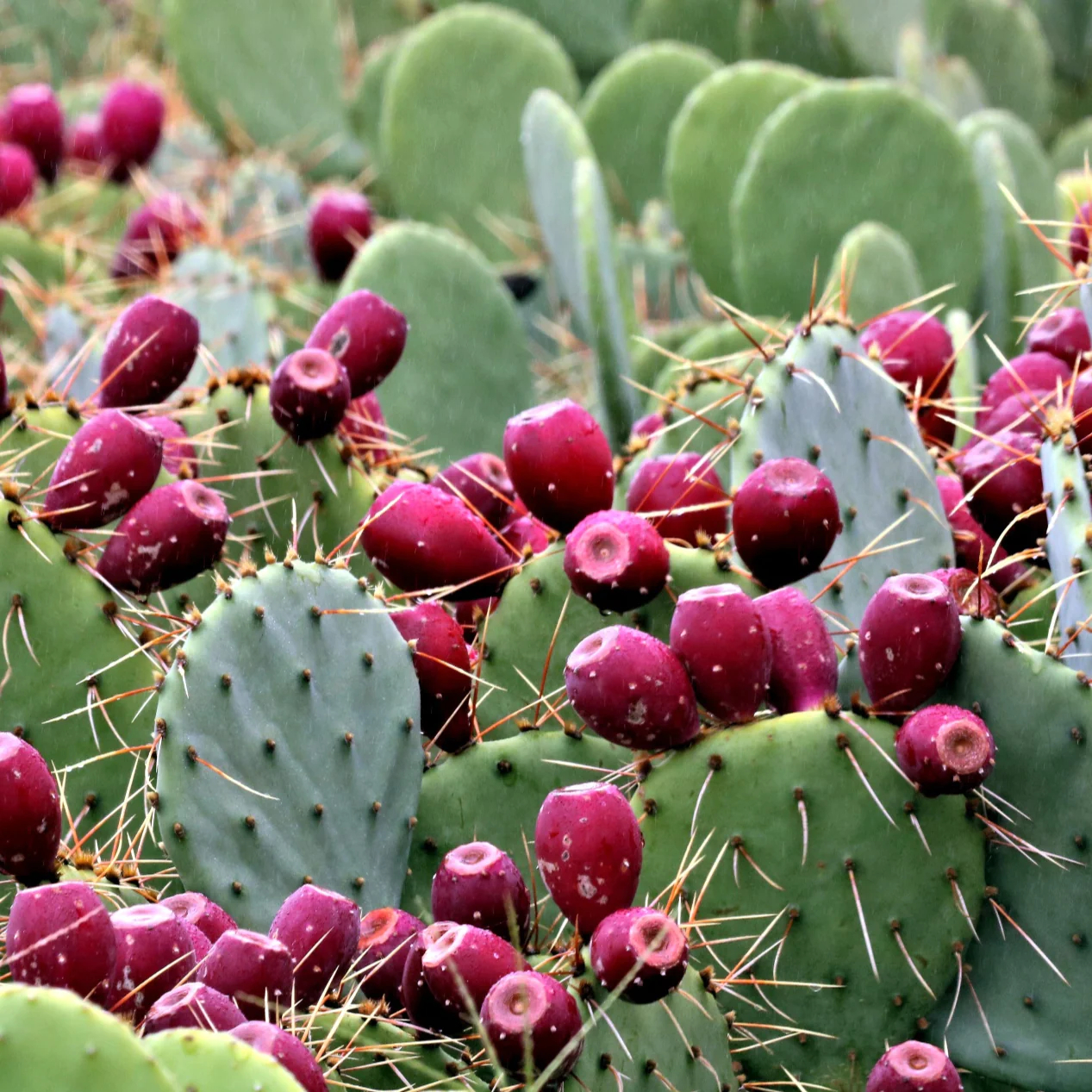 Sliced edible nopales prickly pear cactus seeds