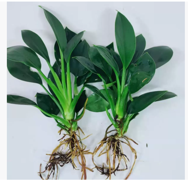 USDA Certified Golden Diamond Plant. Purges formaldehyde from your entire home in just 3 days, with a 99% survival rate. Bring the whole forest straight to your home! 🏡