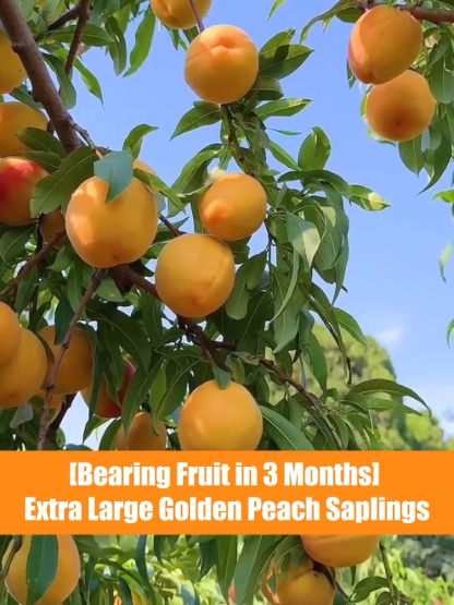 🍑 Cold hardy down to -38°C, USDA-certified extra-large yellow peach tree saplings. Guaranteed to bear fruit in the 2nd year with a 99% survival rate. 100% replacement for dead seedlings—a must-have for beginners 🎁