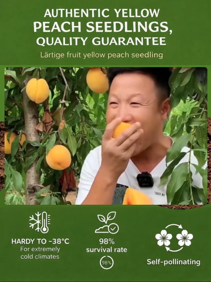🍑 Cold hardy down to -38°C, USDA-certified extra-large yellow peach tree saplings. Guaranteed to bear fruit in the 2nd year with a 99% survival rate. 100% replacement for dead seedlings—a must-have for beginners 🎁