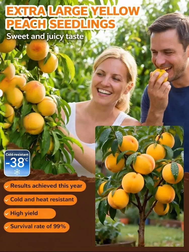 🍑 Cold hardy down to -38°C, USDA-certified extra-large yellow peach tree saplings. Guaranteed to bear fruit in the 2nd year with a 99% survival rate. 100% replacement for dead seedlings—a must-have for beginners 🎁