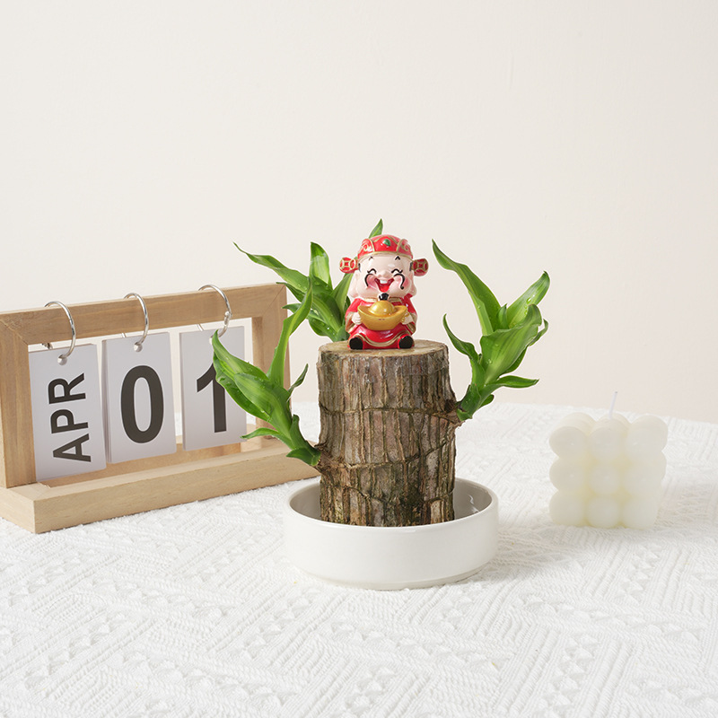 Low-Maintenance Fortune-Bringing Greenery 🌿! Brazilian Lucky Wood ✨, 99% Survival Rate 📈, Limited-Time Offer ⏳