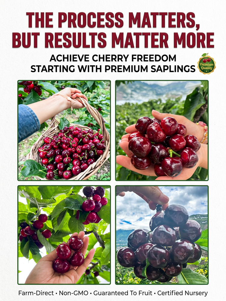 🍒 Washington Cherry Tree Sapling, bears fruit in the first year! 100% germination rate, full refund if not alive within 30 days!
