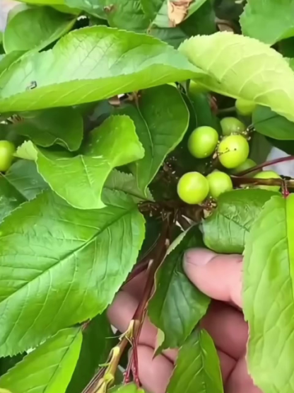 🍒 Say Goodbye to Overpriced Supermarket Cherries! 🍒USDA-Certified Fertilizer Exclusively Formulated for CherriesHigh Phosphorus & Potassium Blend Boosts FloweringWatch Your Harvest Explode!