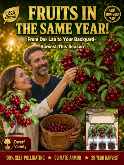 [Same-Year Fruiting] Ultra-Cold Hardy Grafted Dwarf Cherry Sapling