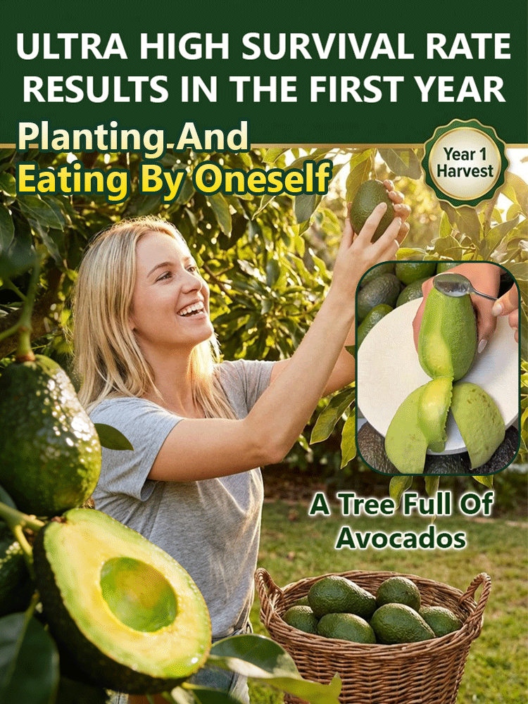 USDA Certified Hass Avocado Sapling🌱99% survival rate — even beginners can enjoy a bountiful harvest in the first year!