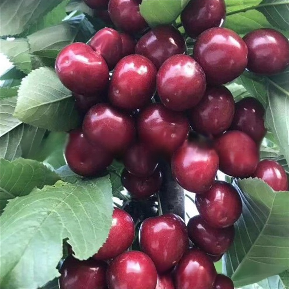 [Same-Year Fruiting] Ultra-Cold Hardy Grafted Dwarf Cherry Sapling