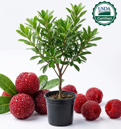 🌳 Giant Waxberry Seeds – Perfect for Balconies & Gardens No manual pollination required, super easy to grow even for beginners 🌱98% high survival rate