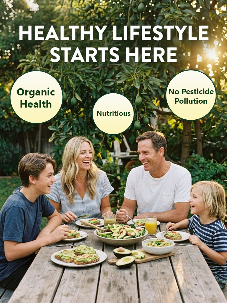 USDA Certified Hass Avocado Sapling🌱99% survival rate — even beginners can enjoy a bountiful harvest in the first year!