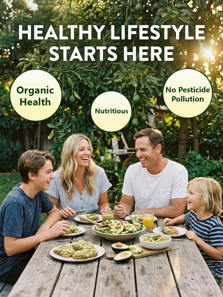 USDA Certified Hass Avocado Sapling🌱99% survival rate — even beginners can enjoy a bountiful harvest in the first year!