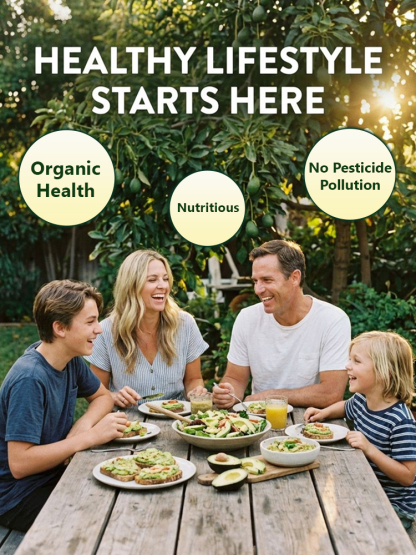 USDA Certified Hass Avocado Sapling🌱99% survival rate — even beginners can enjoy a bountiful harvest in the first year!