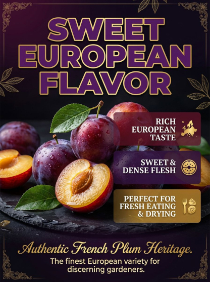 Limited-time 50% off premium French prune saplings! 🌳 One tree = 20 years of healthy snacks! Boasting a 98% germination rate, these high-yield saplings are certified by professional laboratories. They are cold and heat tolerant, with 100% replacement for