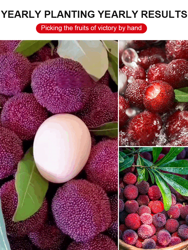 🌳 Giant Waxberry Seeds – Perfect for Balconies & Gardens No manual pollination required, super easy to grow even for beginners 🌱98% high survival rate