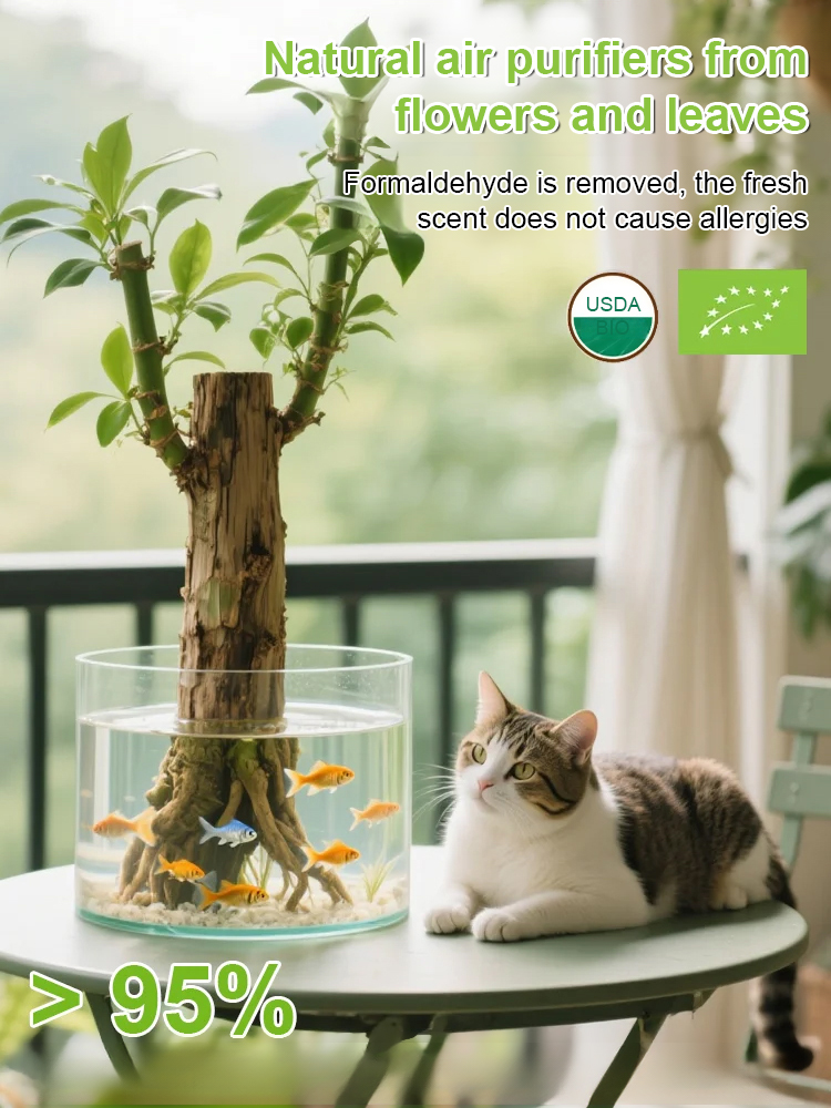 Low-Maintenance Fortune-Bringing Greenery 🌿! Brazilian Lucky Wood ✨, 99% Survival Rate 📈, Limited-Time Offer ⏳