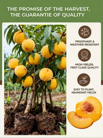 🍑 Cold hardy down to -38°C, USDA-certified extra-large yellow peach tree saplings. Guaranteed to bear fruit in the 2nd year with a 99% survival rate. 100% replacement for dead seedlings—a must-have for beginners 🎁