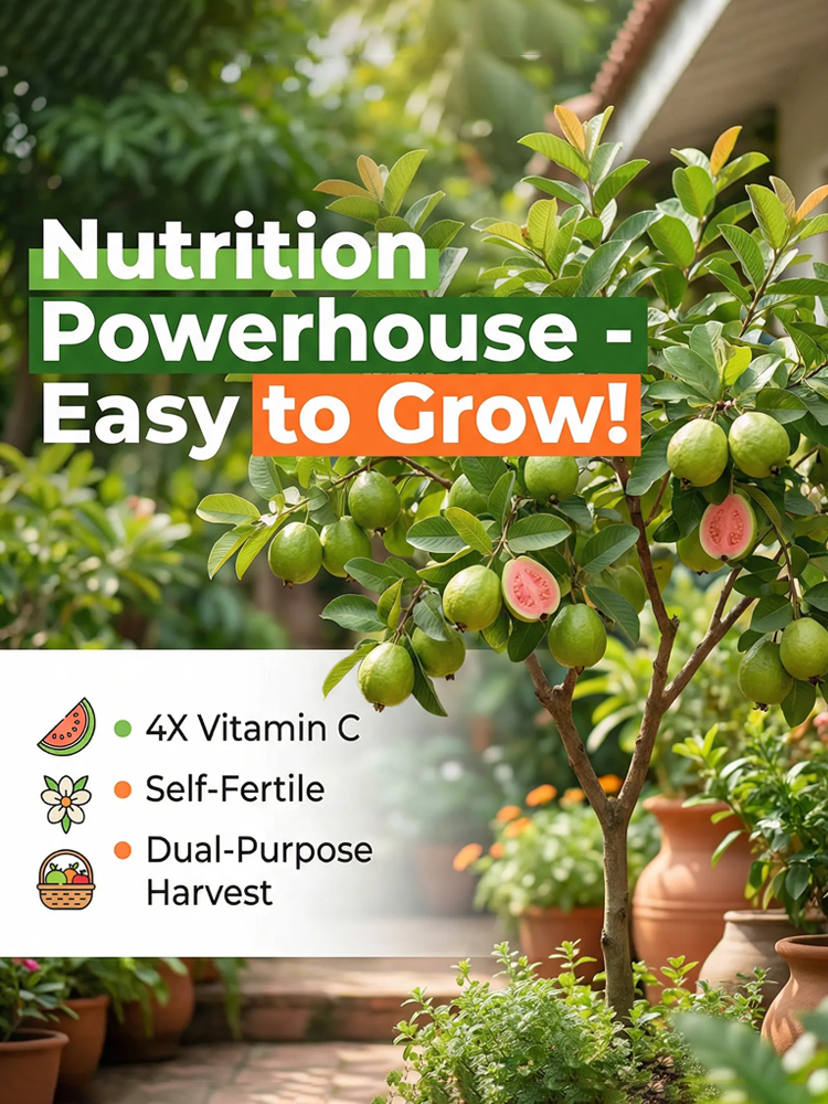 🌳Lab-grown red heart guava sapling, cold-resistant down to -5℃, extremely high vitamin C content, 30-day survival guarantee, full refund if dead🔥