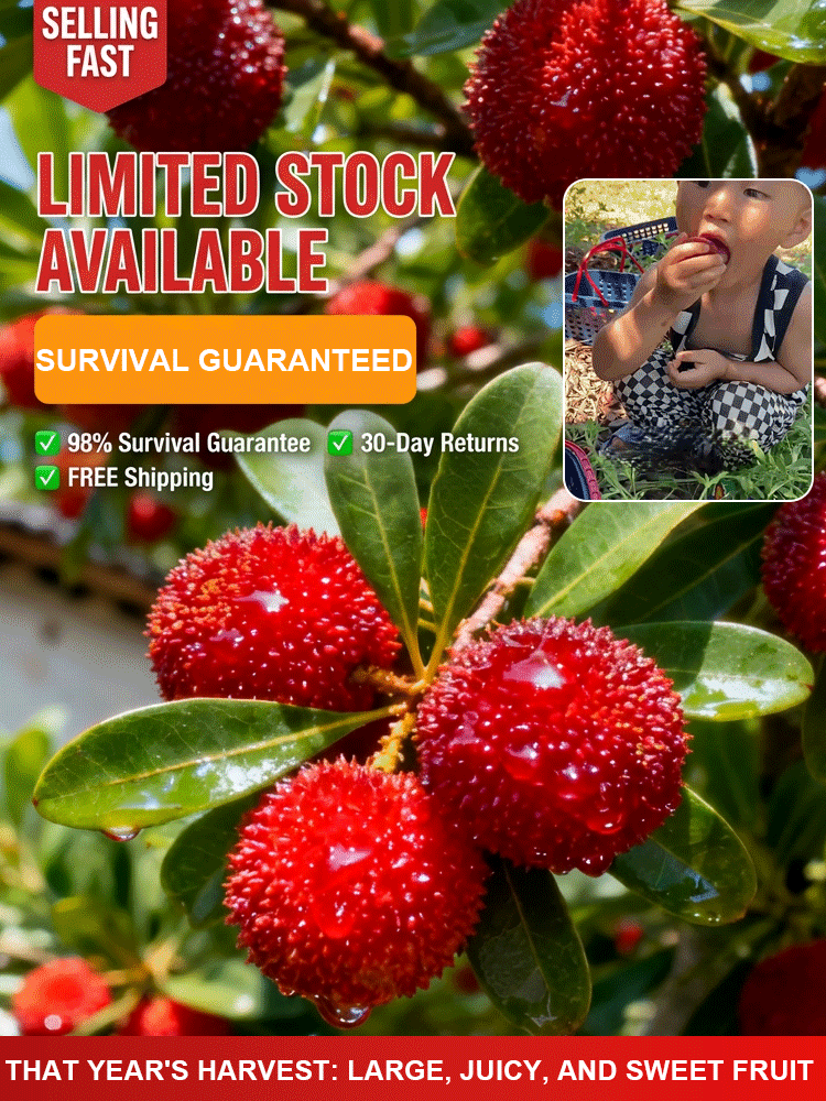 🌳 Giant Waxberry Seeds – Perfect for Balconies & Gardens No manual pollination required, super easy to grow even for beginners 🌱98% high survival rate