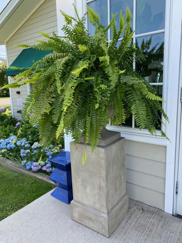 🔥Last Day 49% OFF--UV Resistant Lifelike Artificial Boston Fern