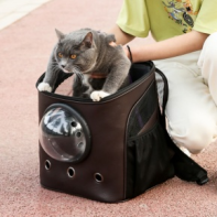 Cat in backpack