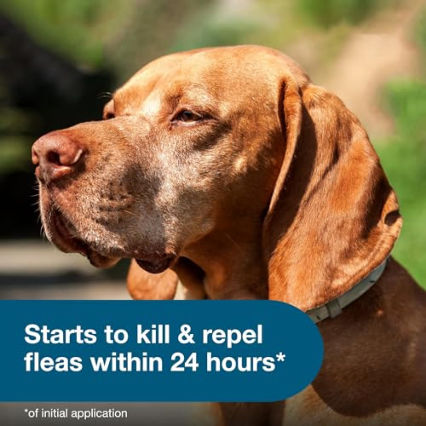 Pet Flea and Tick Treatment and Prevention Collars