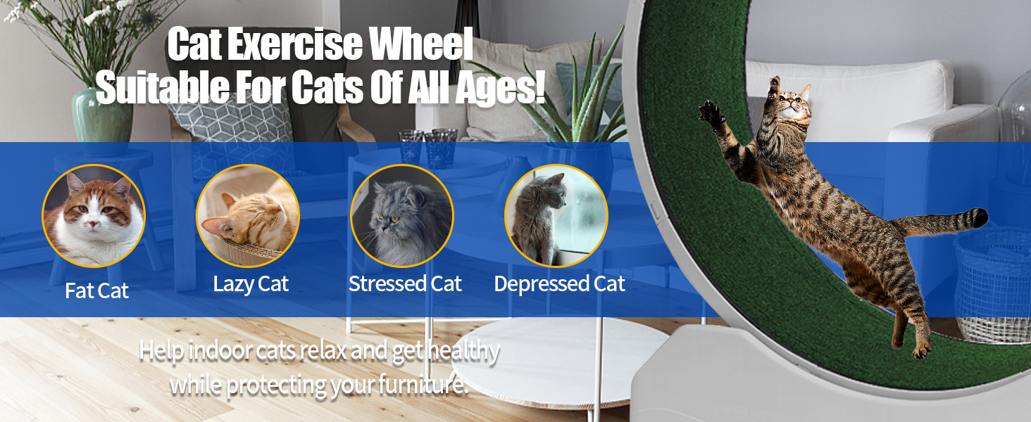 cat wheel exerciser